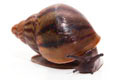 Achatina achatin achatina Ghana typ 1d juvenil